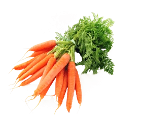 carrot