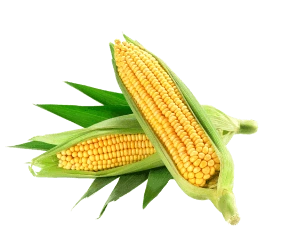 corn